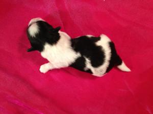 Male Teddy Bear Puppy for Sale #6 DOB 3-10-15 Black and White Puppies!